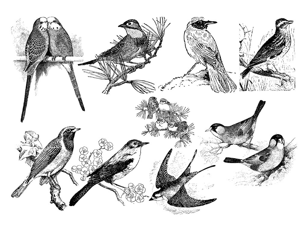 Free Laser Engraving Little Birds Files
